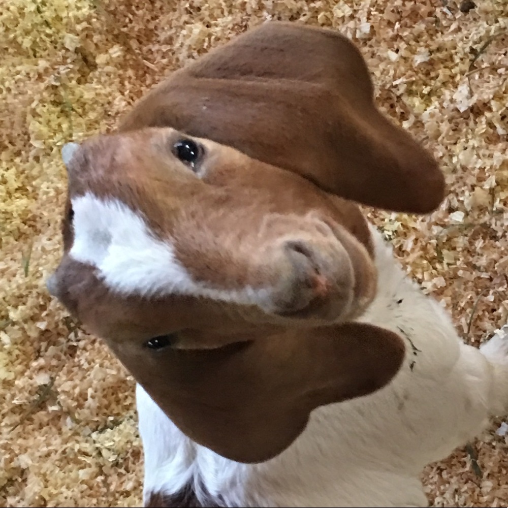 Meet your Posher, Amanda